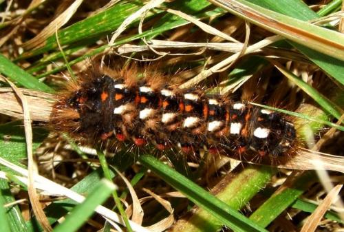 Acronicta rumicis